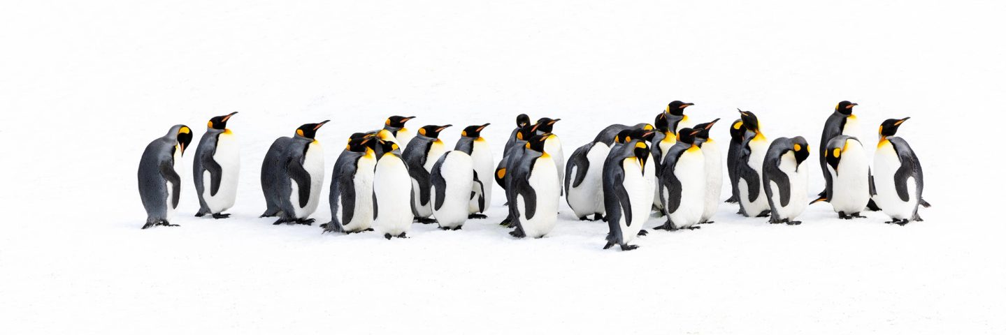 A small group of king penguins standing together on snow at Right Whale Bay, South Georgia.