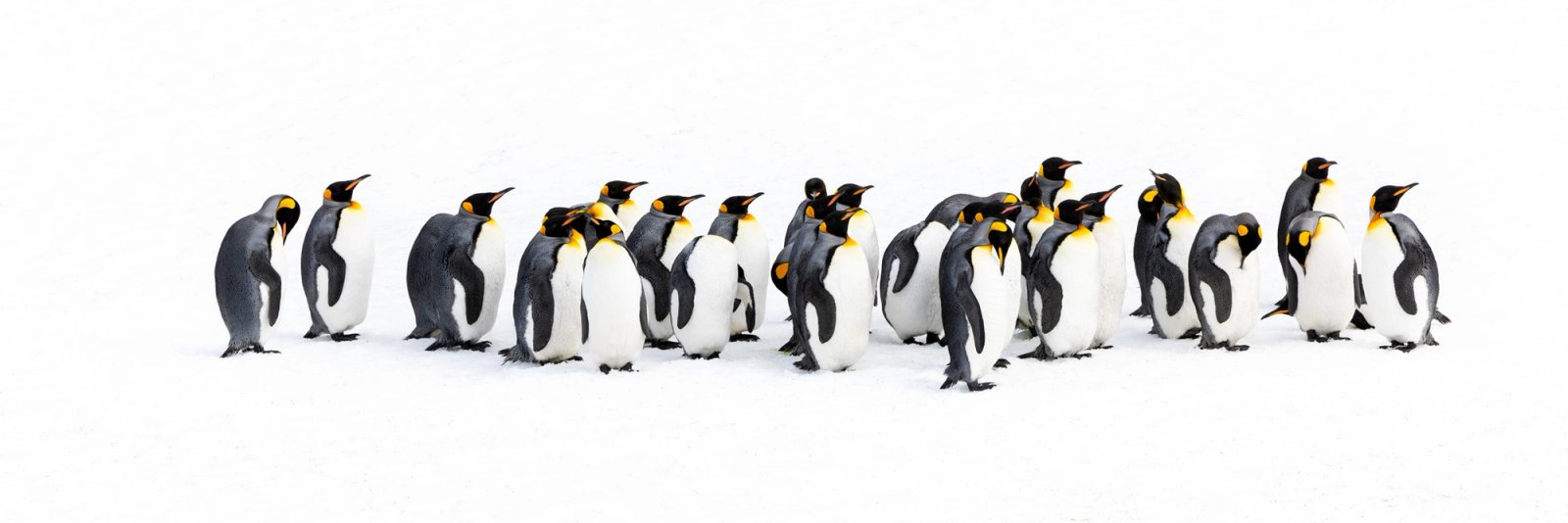 A small group of king penguins standing together on snow at Right Whale Bay, South Georgia.