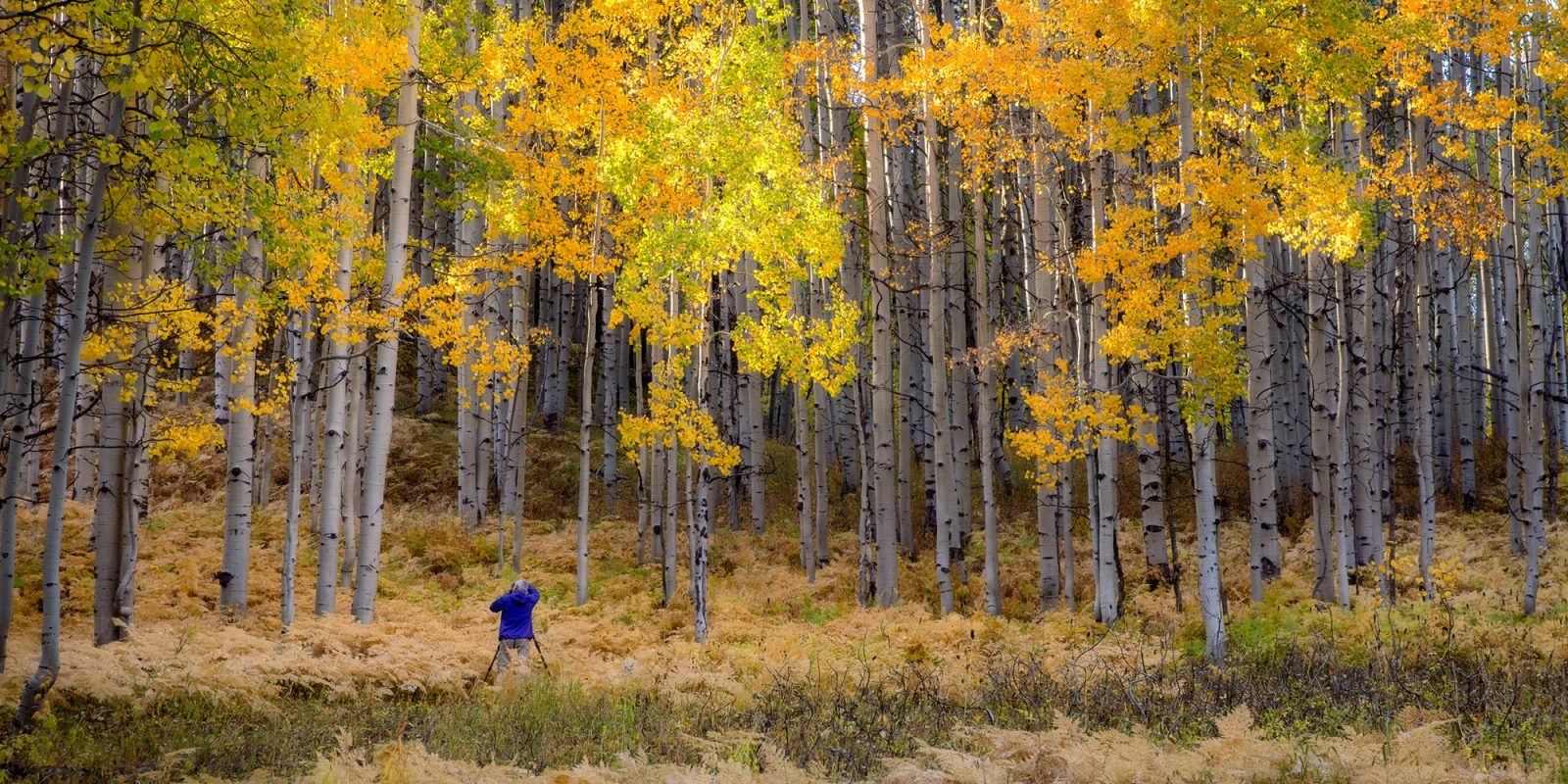 Monte Trumbull in Colorado aspens, 2019
