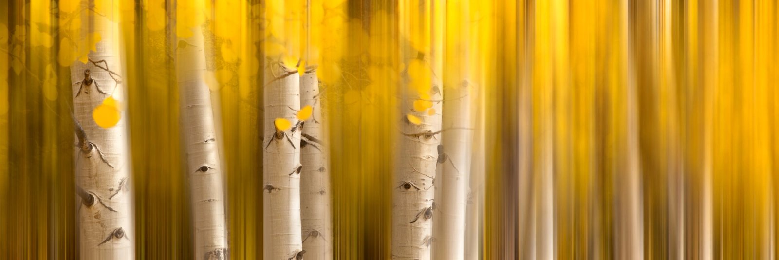White aspen trunks and gold autumn leaves blurred into vertical bands of yellow and white, San Juan Mountains, Colorado.