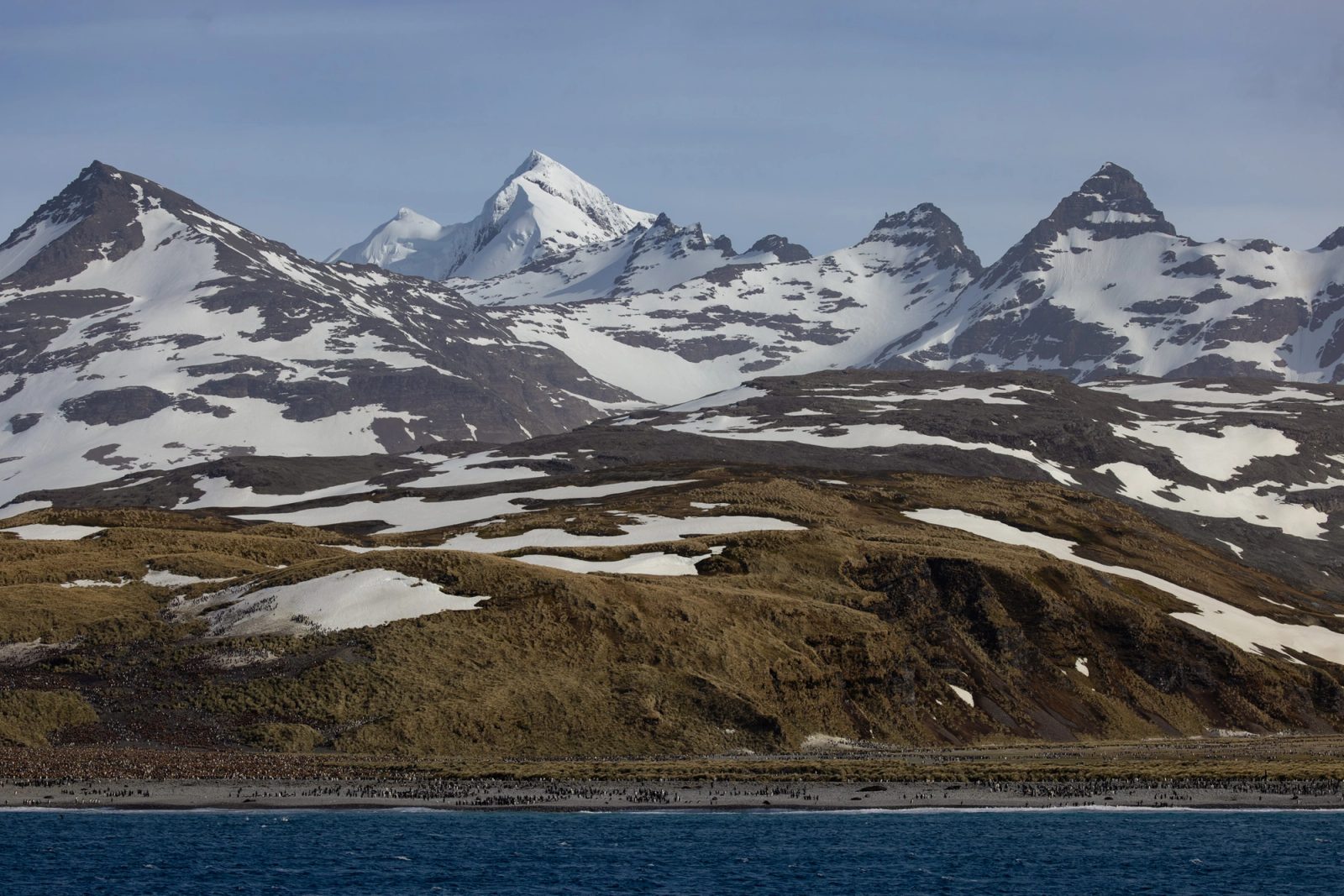 Snow-streaked peaks rising above tussock-covered hills at Salisbury Plain, with a long dark line of thousands of king penguins along the beach at the water's edge.