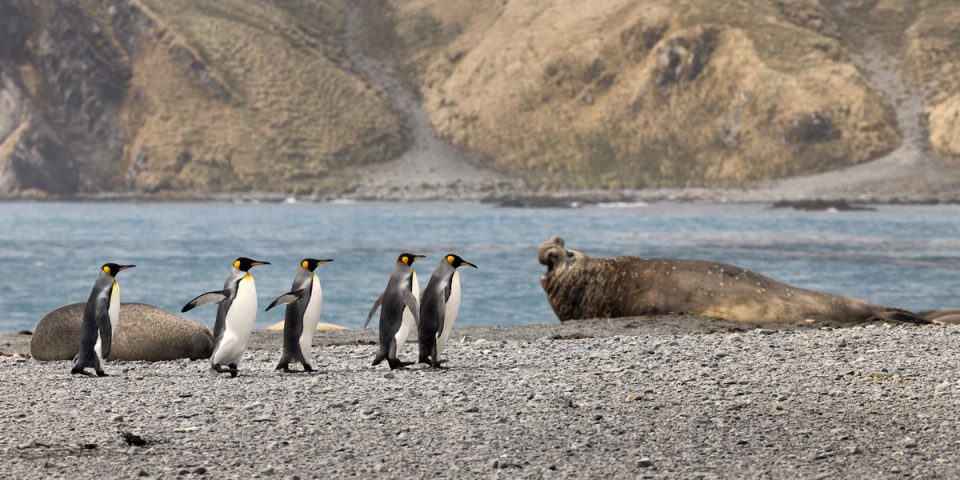 Five king penguins walking single file along a gravel beach past a bull elephant seal roaring with its mouth open, with another seal resting behind them and brown hills across the bay.