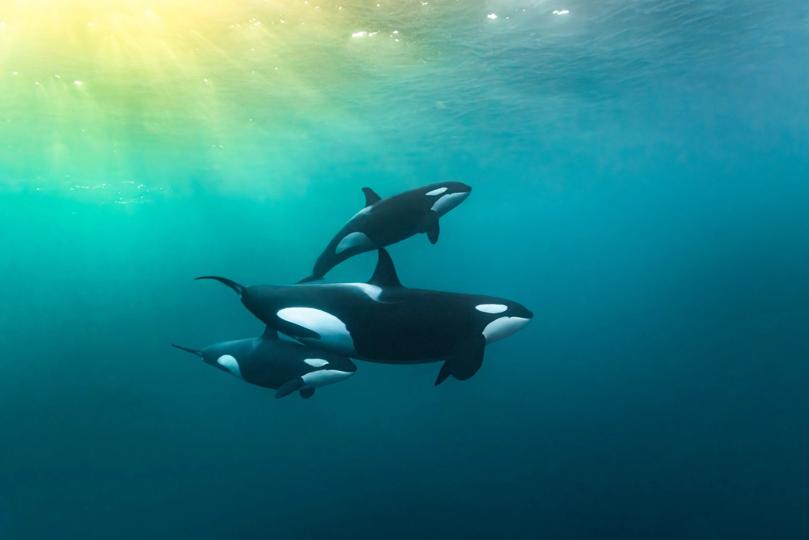 An orca mother and two calves in dark green water, with low arctic light filtering down from the surface, northern Norway.