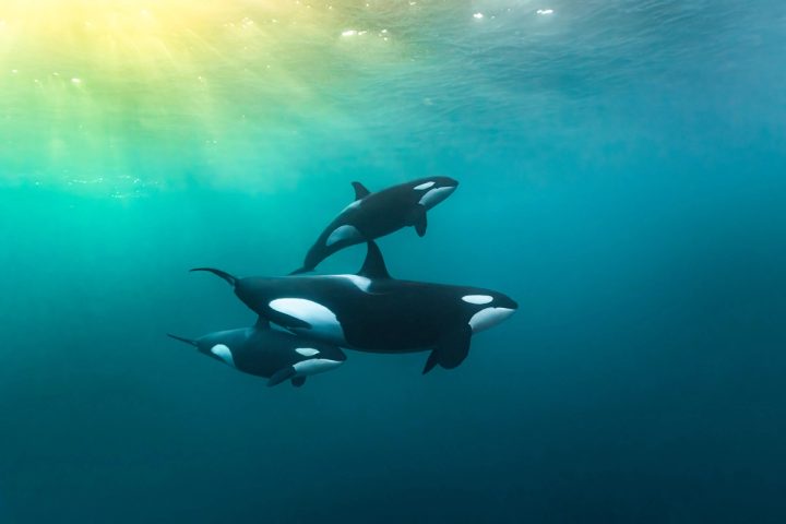 An orca mother and two calves in dark green water, with low arctic light filtering down from the surface, northern Norway.