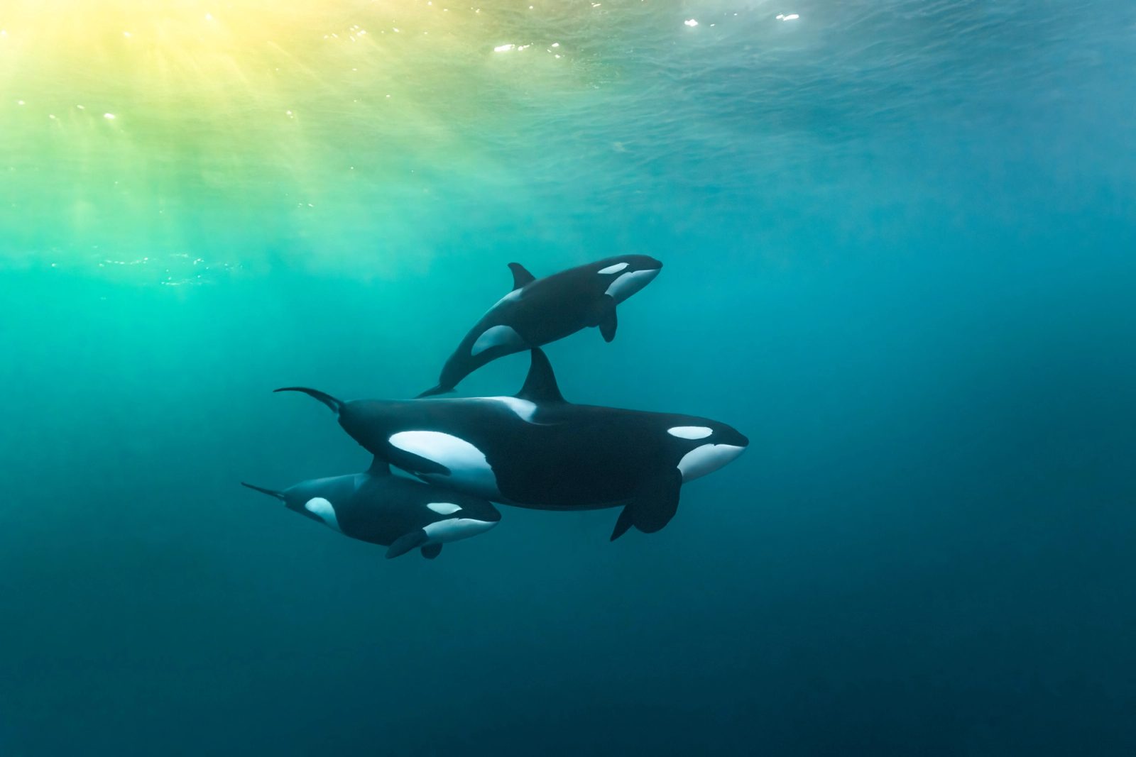 An orca mother and two calves in dark green water, with low arctic light filtering down from the surface, northern Norway.