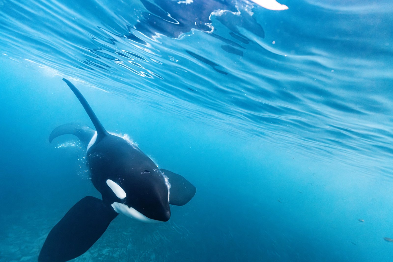 An orca swimming close to the camera in bright blue water just below the surface, herring scattered through the frame, northern Norway fjords.