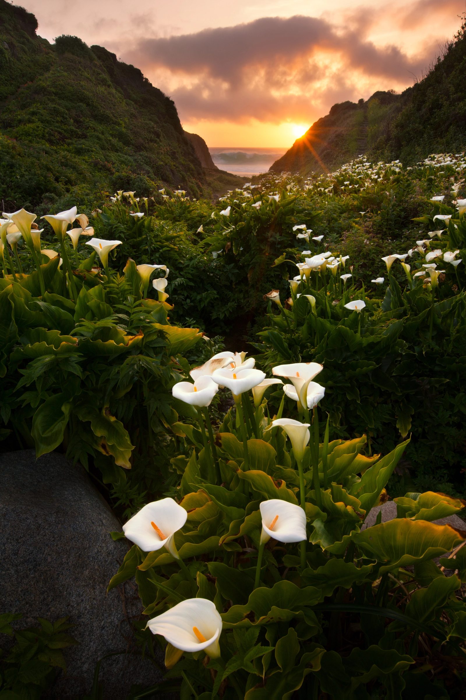 Calla lilies fill a coastal valley at sunset, with high surf on the Pacific at Big Sur, California.