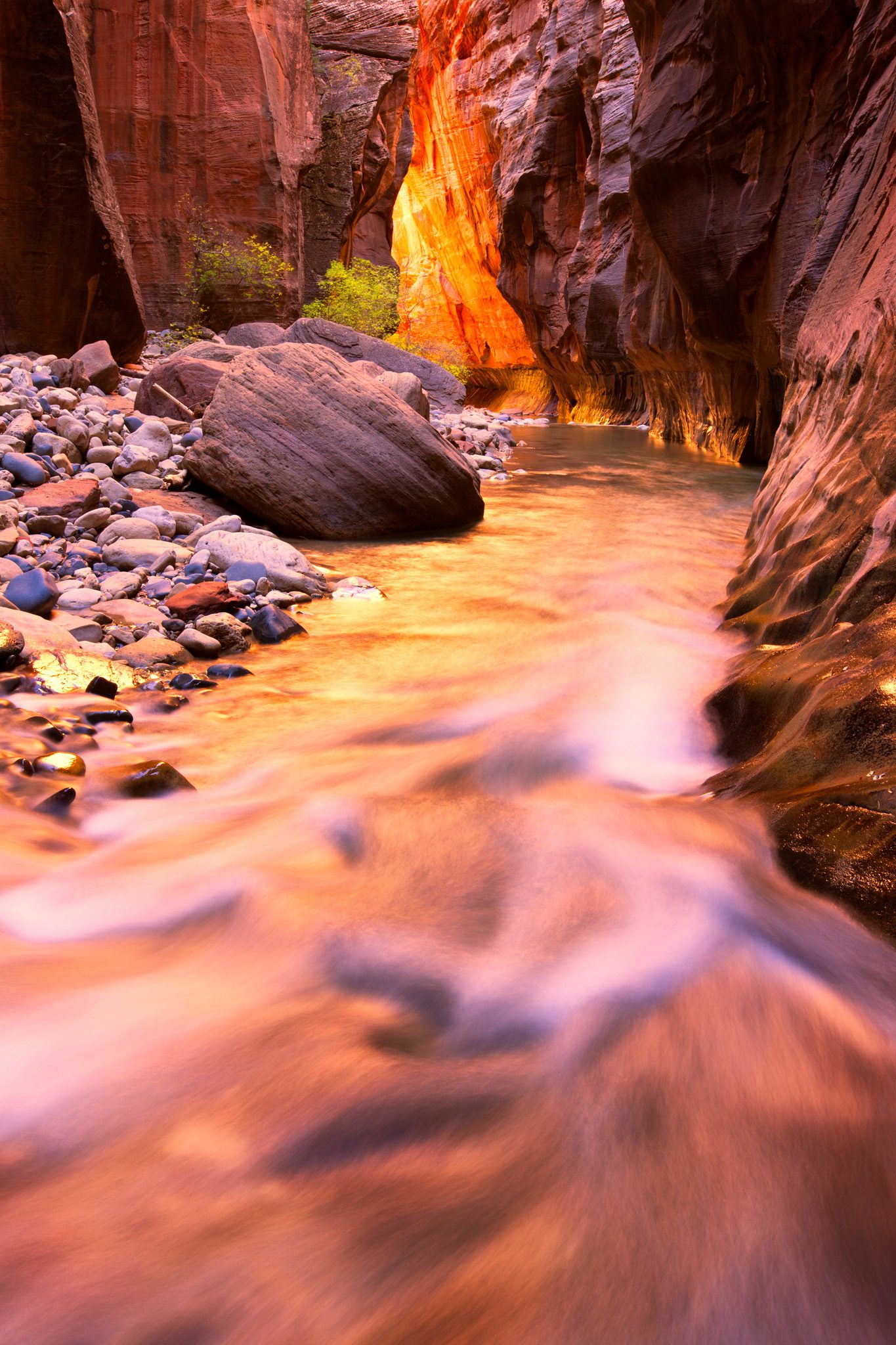 Long-exposure view up the Narrows in Zion, glowing orange sandstone walls reflecting in silky purple water, boulders and a green plant on the left bank.