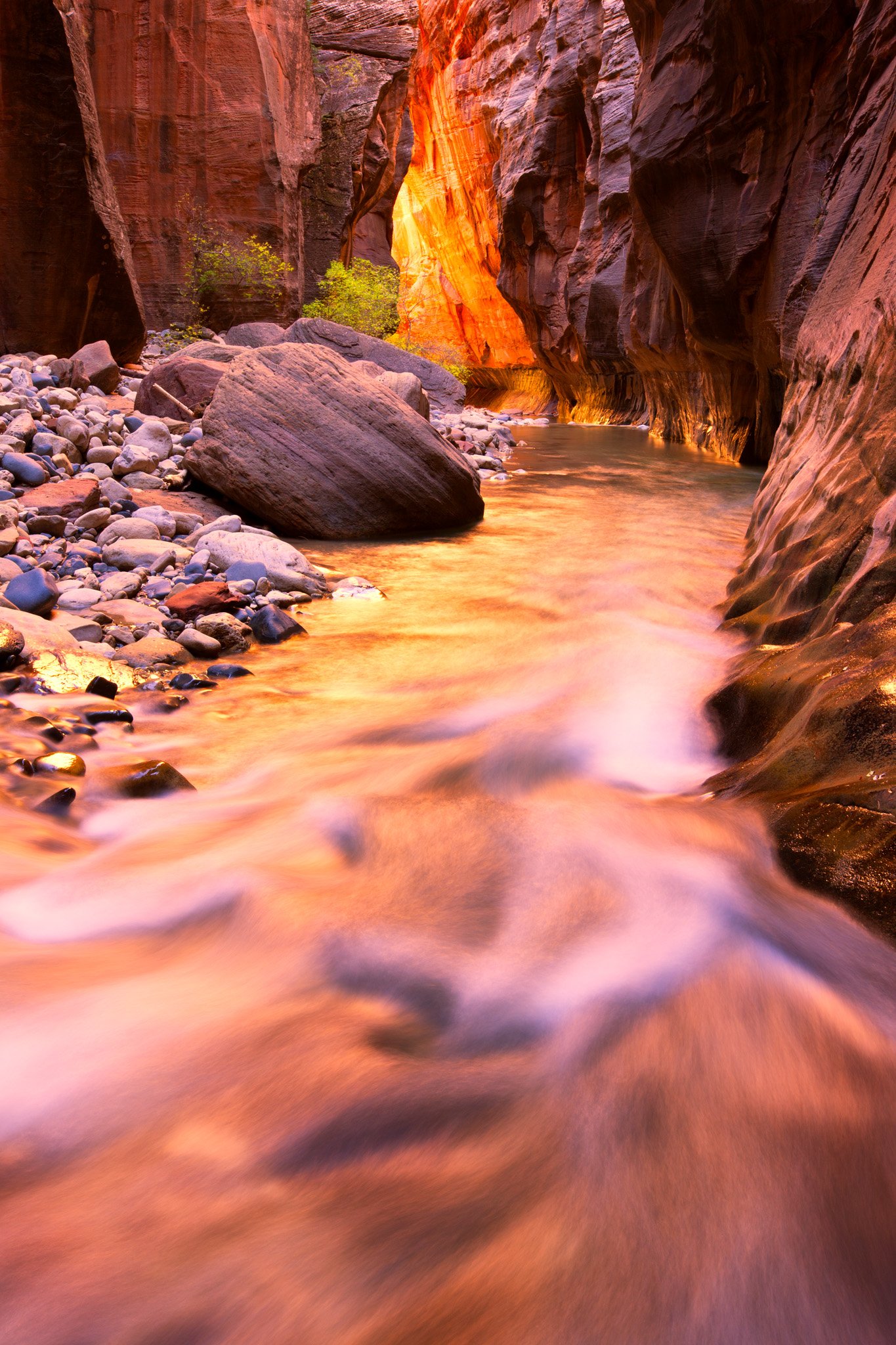 Long-exposure view up the Narrows in Zion, glowing orange sandstone walls reflecting in silky purple water, boulders and a green plant on the left bank.