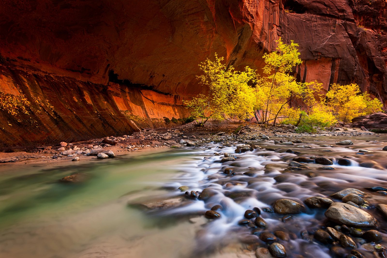 Fall color in the Narrows at Zion, yellow leaves against red canyon walls and water.