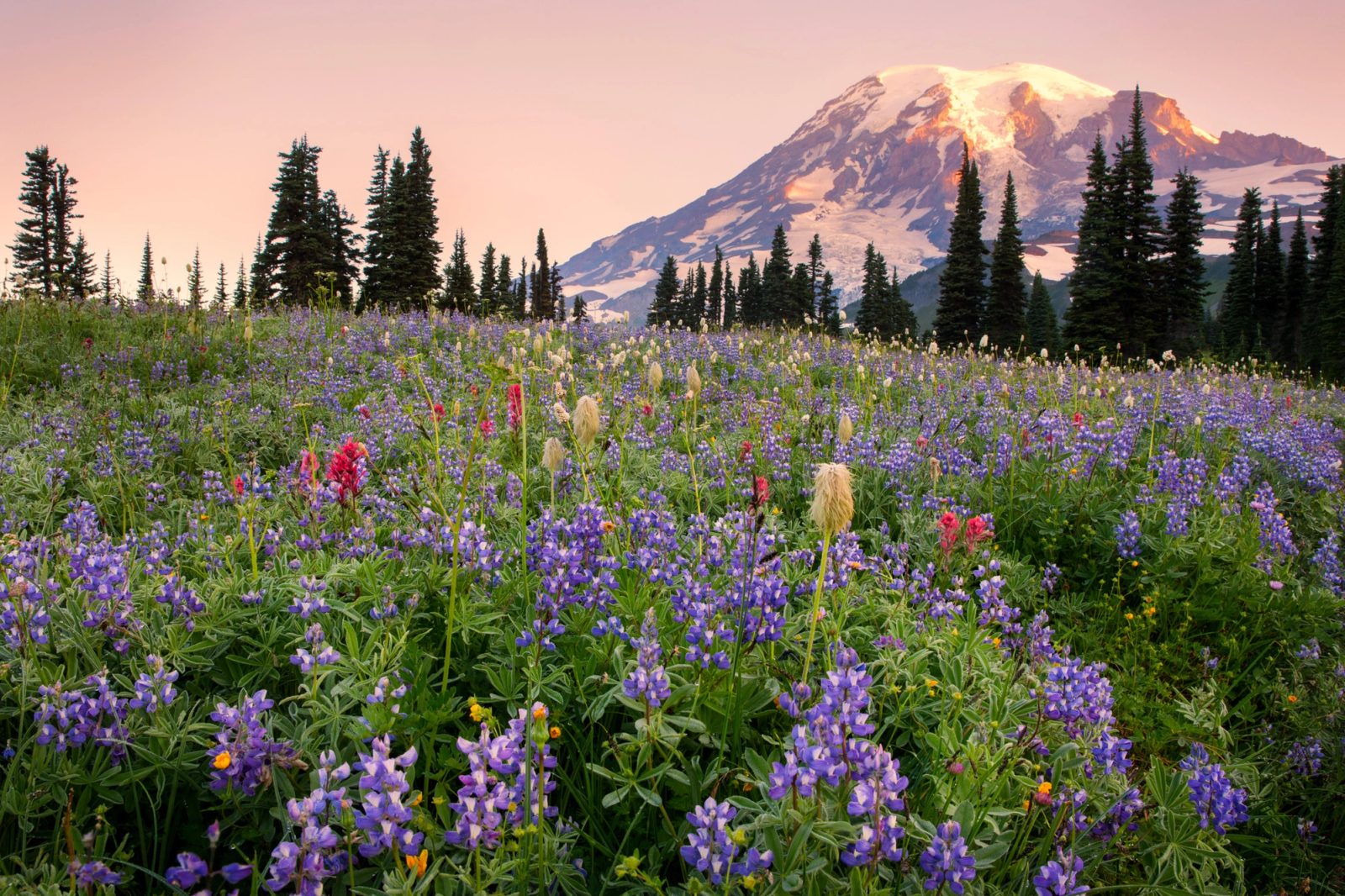 First light on the summit of Mount Rainier above a subalpine meadow of purple lupine, magenta paintbrush and western pasqueflower seedheads, framed by subalpine fir on Mazama Ridge.