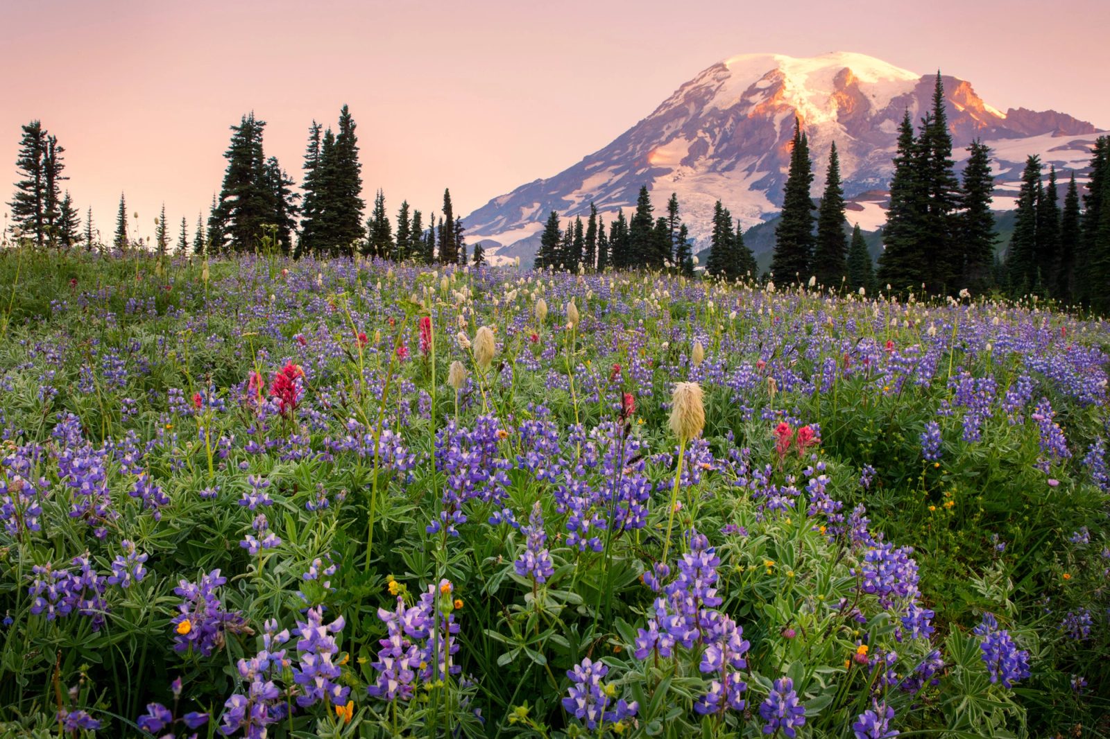 First light on the summit of Mount Rainier above a subalpine meadow of purple lupine, magenta paintbrush and western pasqueflower seedheads, framed by subalpine fir on Mazama Ridge.
