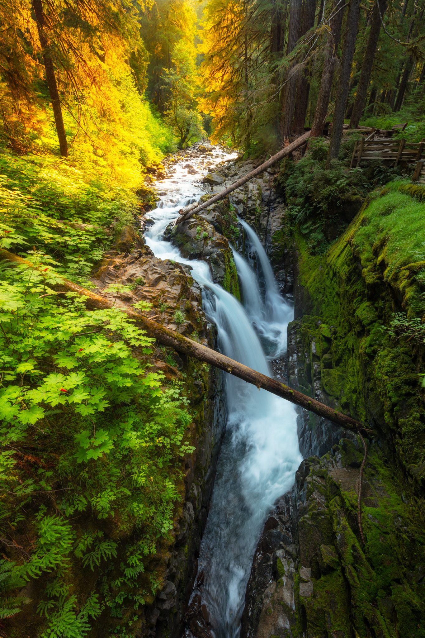 Sol Duc Falls in Olympic National Park, Washington, seen from the footbridge, with morning light coming down through the forest.