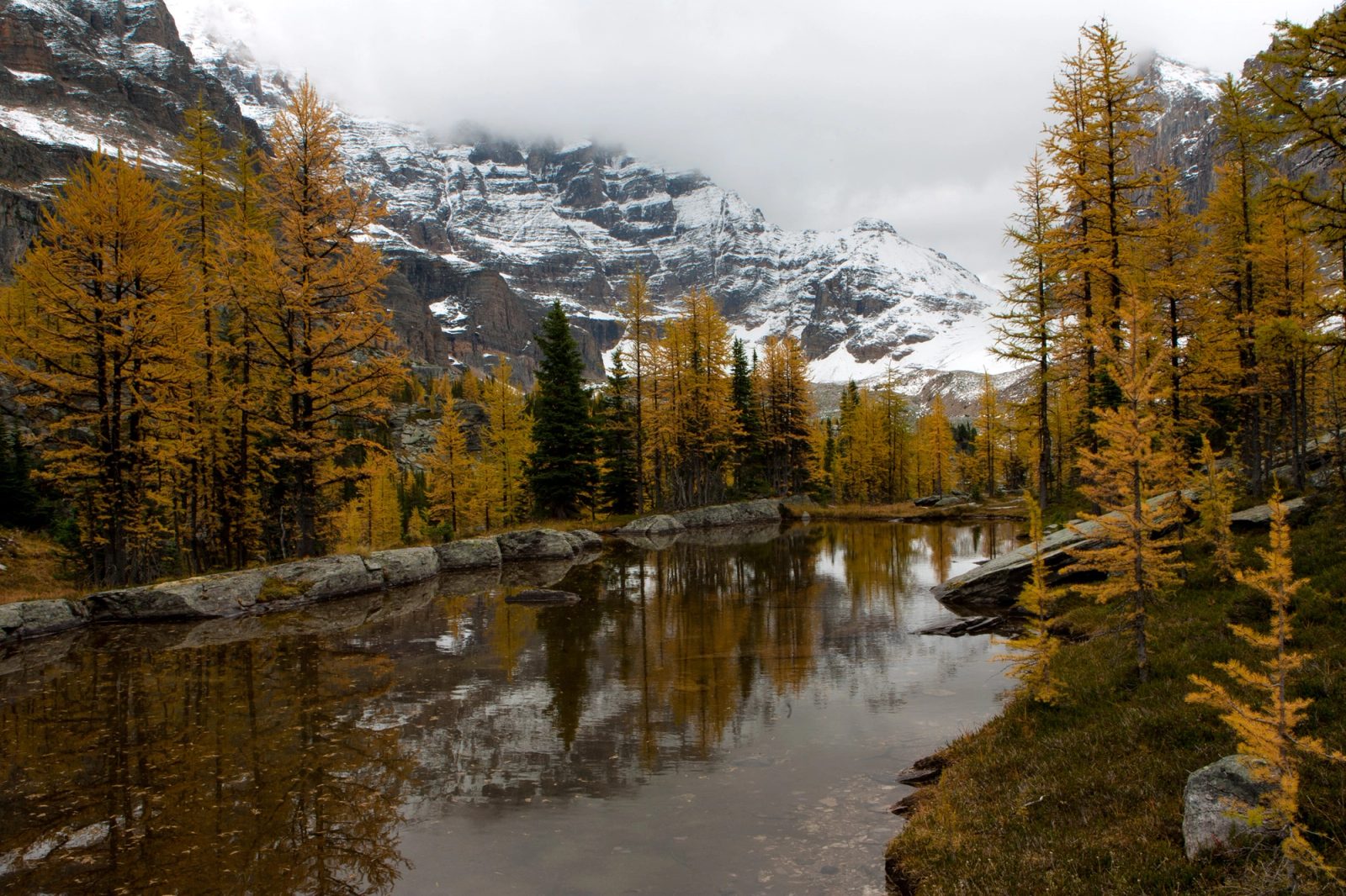 Golden larches around a still tarn on Opabin Plateau under fresh snow and low cloud.