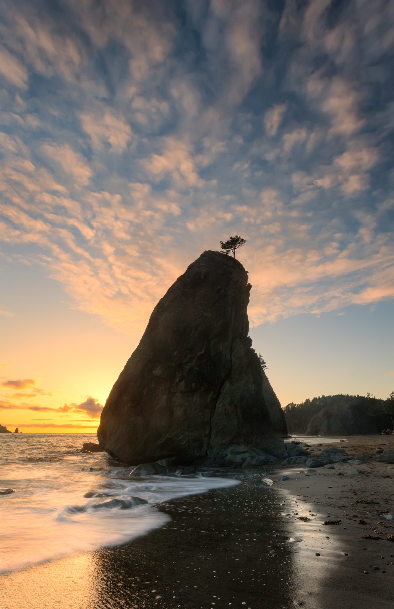 A tall sea stack topped by a single small tree, silhouetted against a sunset sky of peach and gold clouds, with surf washing around its base on Rialto Beach, Olympic National Park.