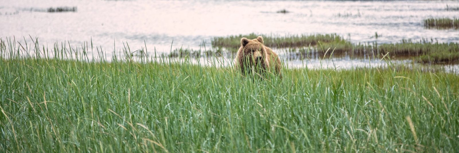 Alaskan brown bear forages for food in a coastal inlet near Lake Clark national park in Alaska.