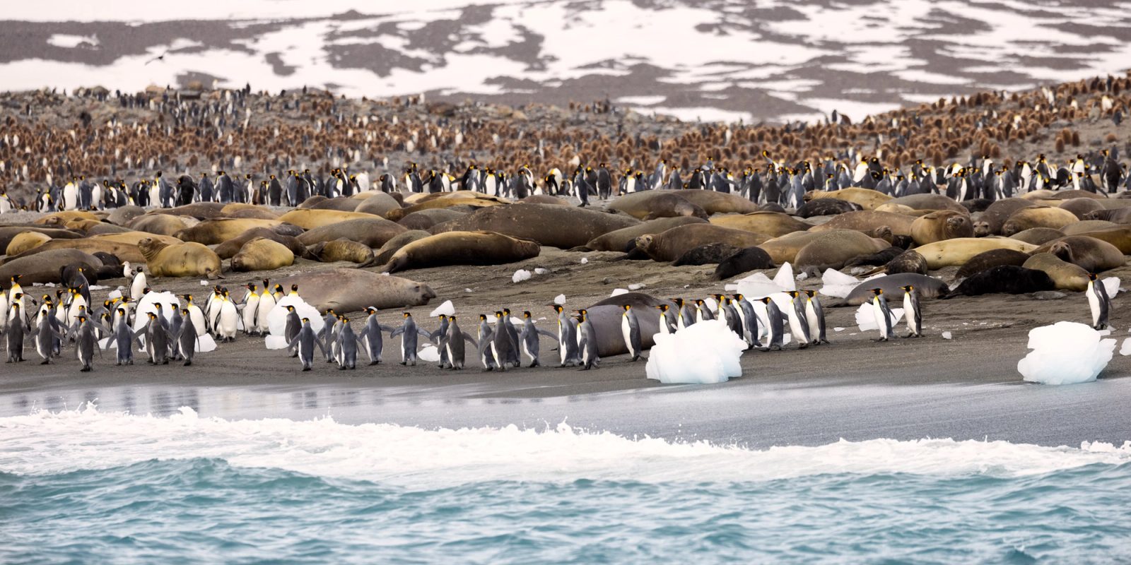 King penguins walking single file along a dark sand beach between stranded blocks of ice, with a row of elephant seals behind them and a vast colony of adult and brown-chick king penguins rising toward snowy hills.
