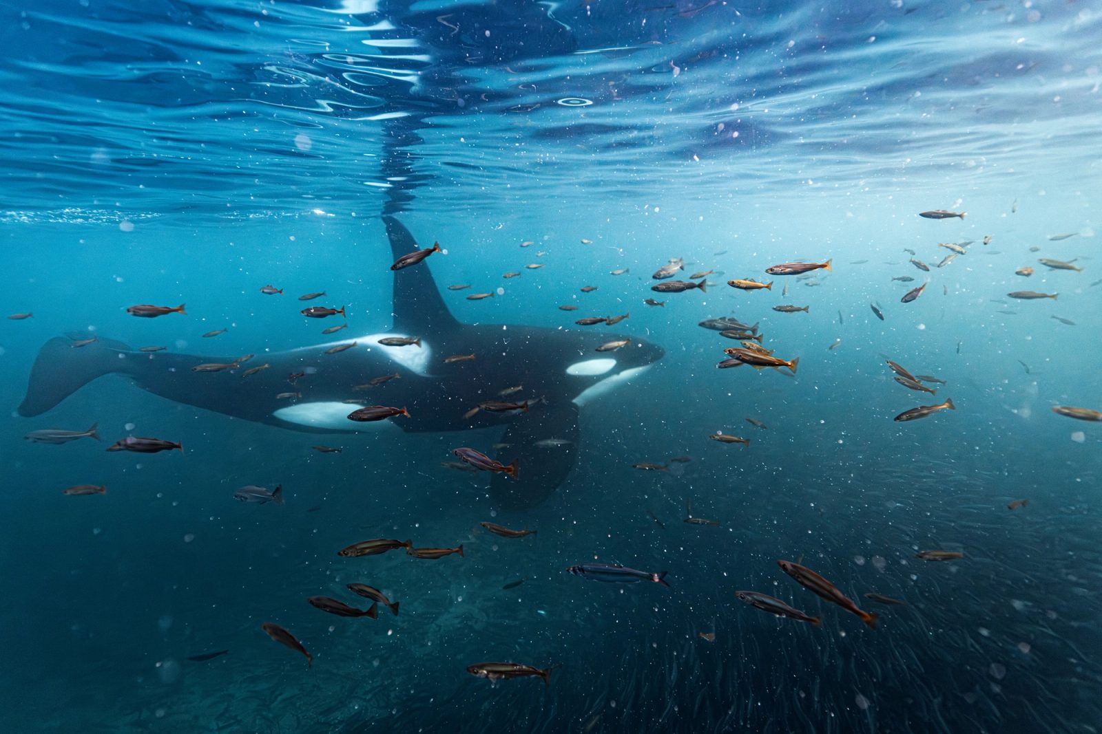 An orca moving through a dense school of herring in shallow water, northern Norway, with surface light above.