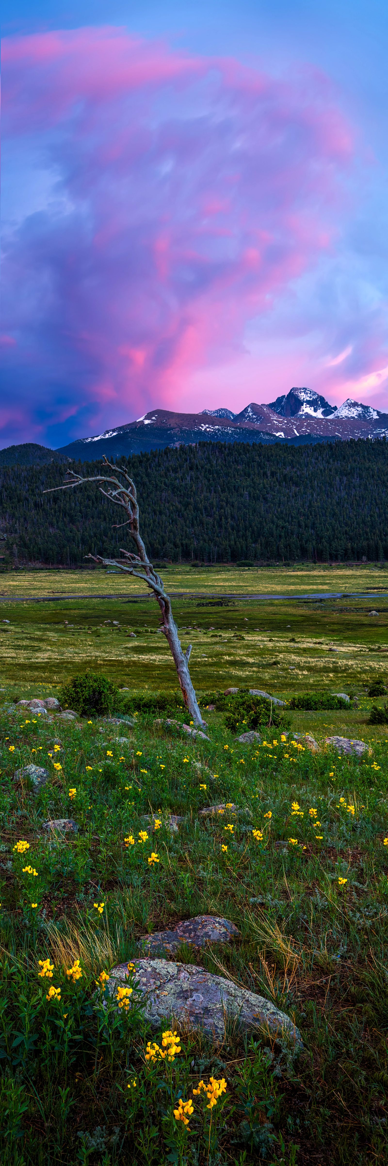 A tall view of yellow golden banner wildflowers and lichen-covered rocks in a meadow, a bare dead snag, dark forest, and snowy Longs Peak under a churning pink and purple storm cloud.