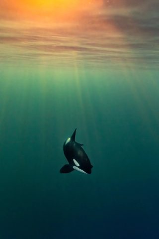 A single orca in deep blue water below a golden storm-lit surface, northern Norway, with light rays coming down.