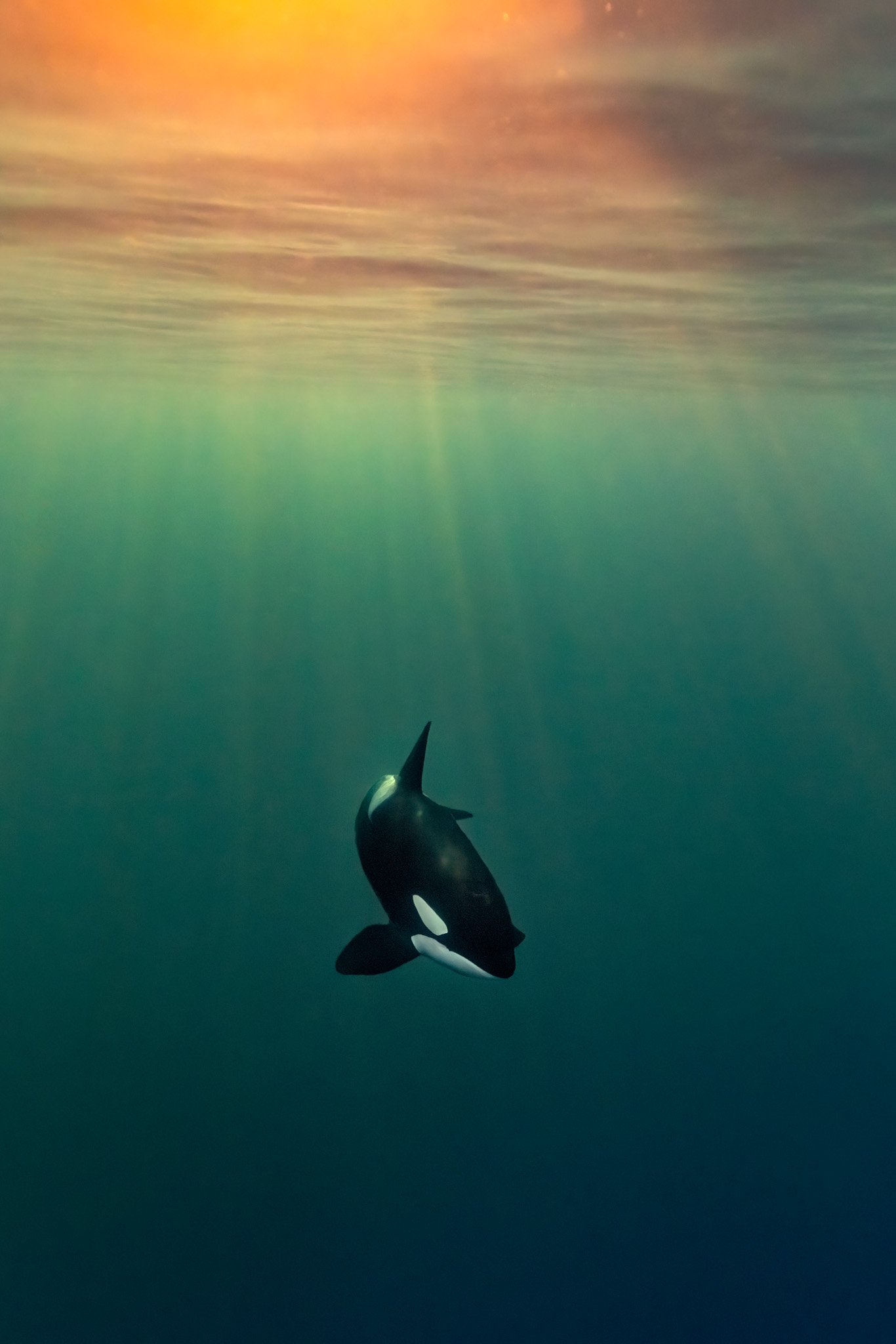 A single orca in deep blue water below a golden storm-lit surface, northern Norway, with light rays coming down.