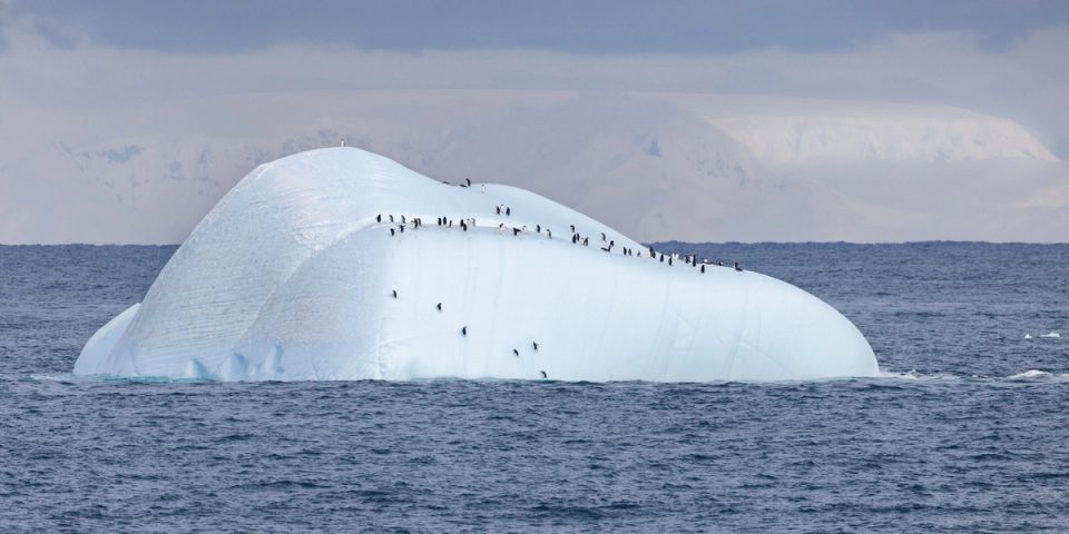 A large rounded iceberg floating in dark open water, with a small group of gentoo penguins standing along its ridges and climbing its sides, and a glaciated coastline behind under gray cloud.