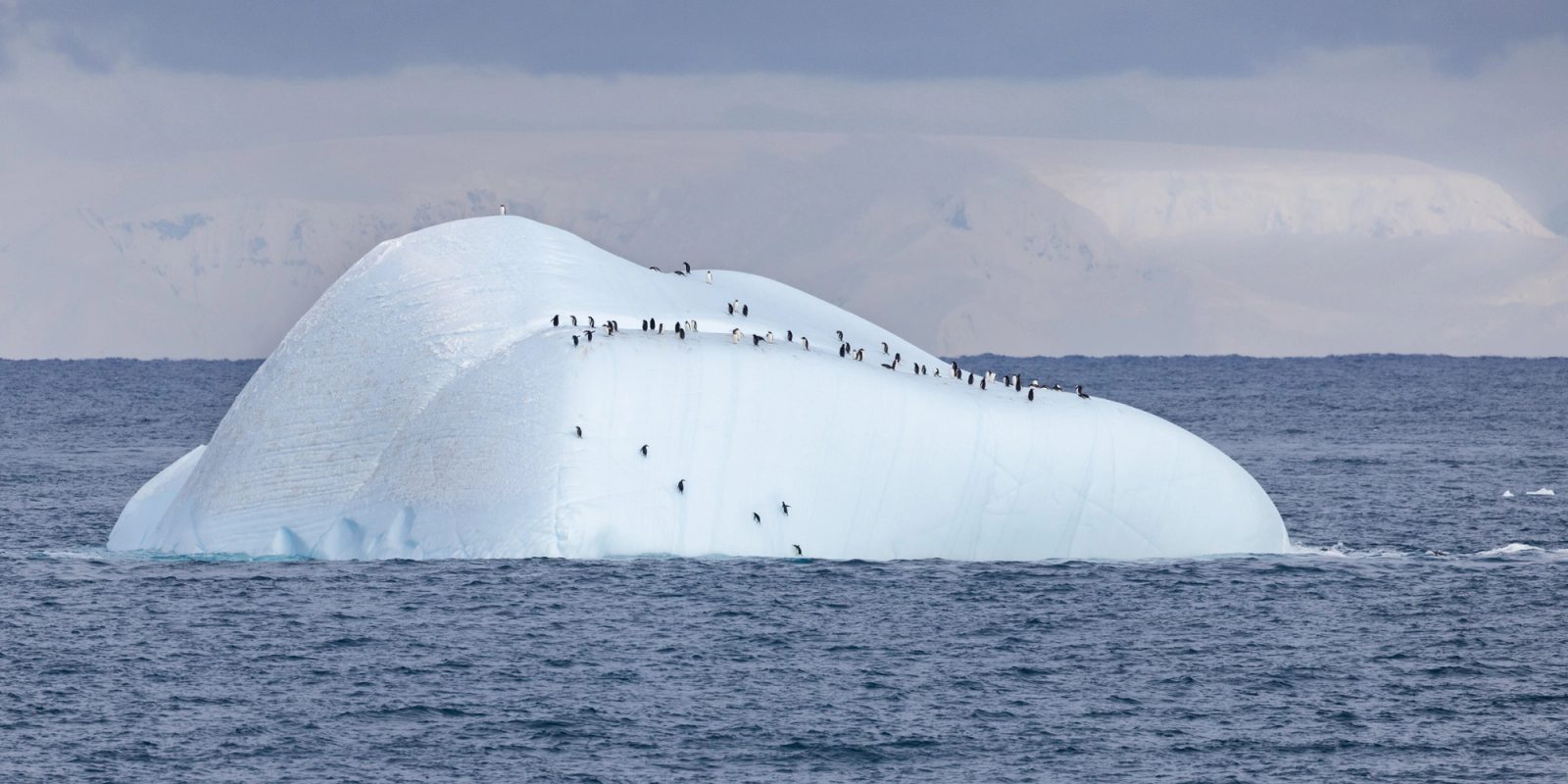 A large rounded iceberg floating in dark open water, with a small group of gentoo penguins standing along its ridges and climbing its sides, and a glaciated coastline behind under gray cloud.