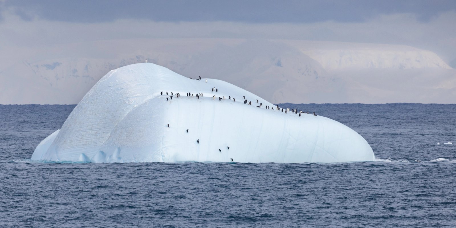 A large rounded iceberg floating in dark open water, with a small group of gentoo penguins standing along its ridges and climbing its sides, and a glaciated coastline behind under gray cloud.