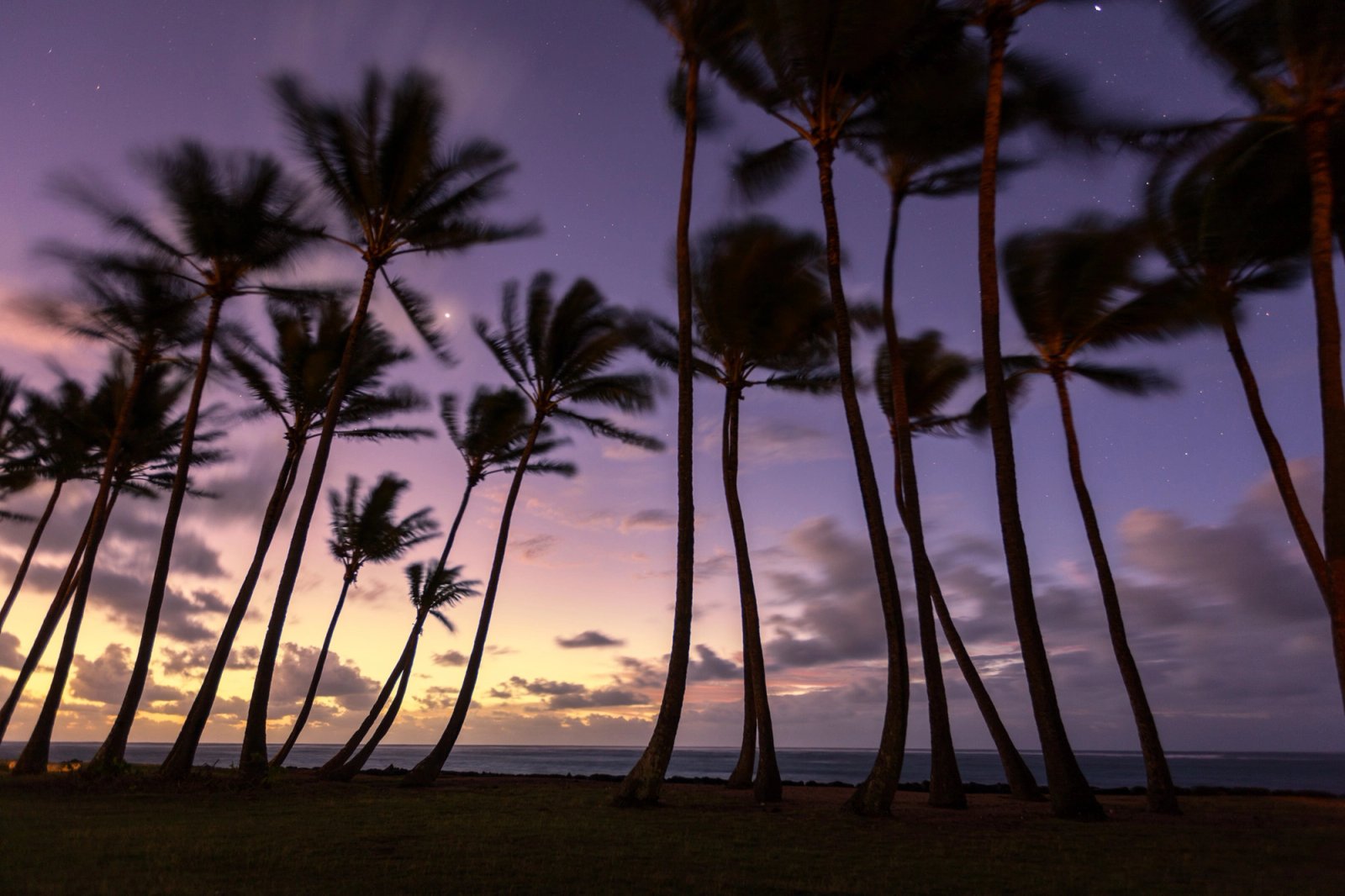 Silhouetted palms in a coastal breeze at sunrise, purple sky fading to orange over the water, Kapaa, Kauai.