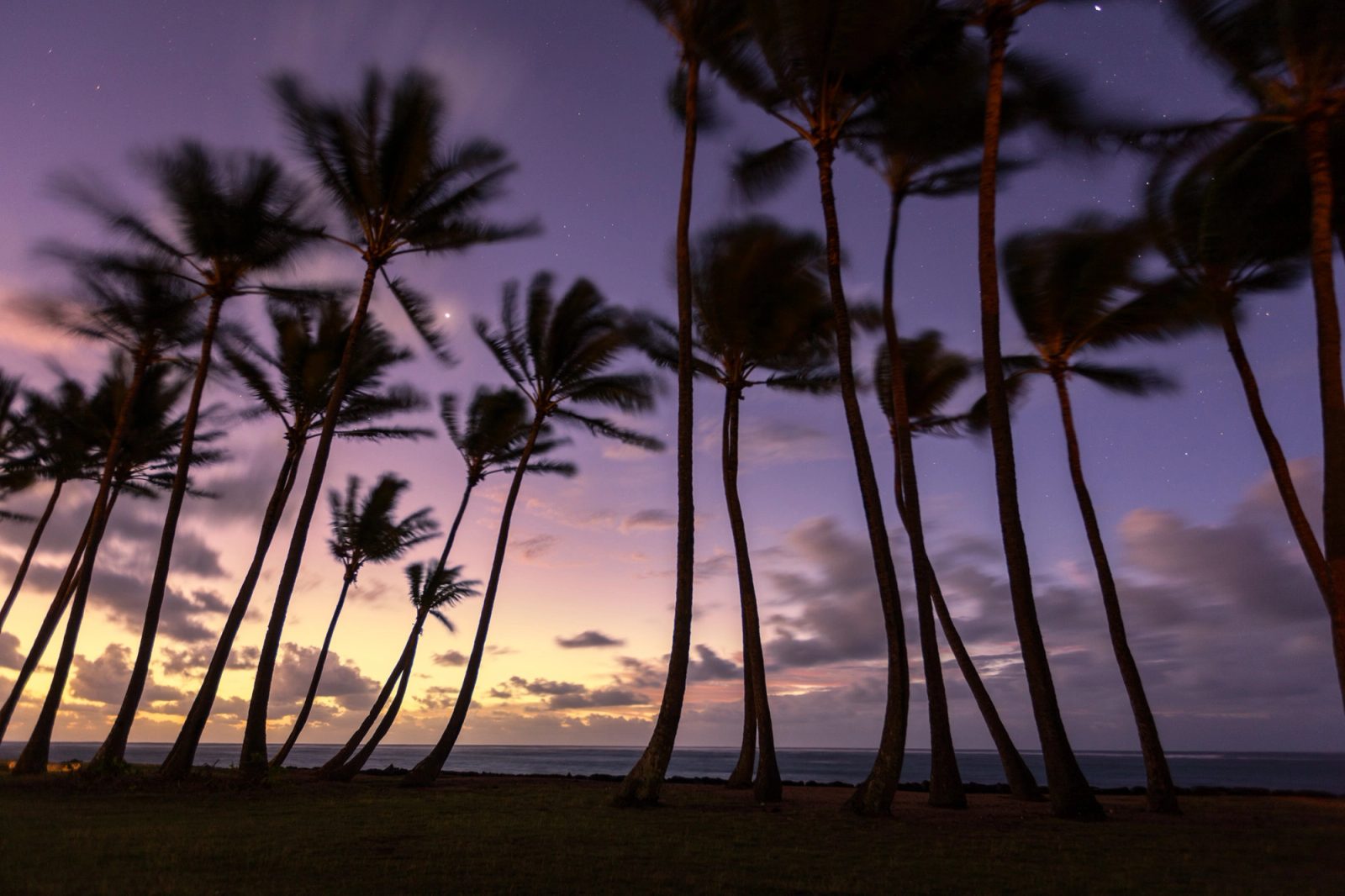 Silhouetted palms in a coastal breeze at sunrise, purple sky fading to orange over the water, Kapaa, Kauai.