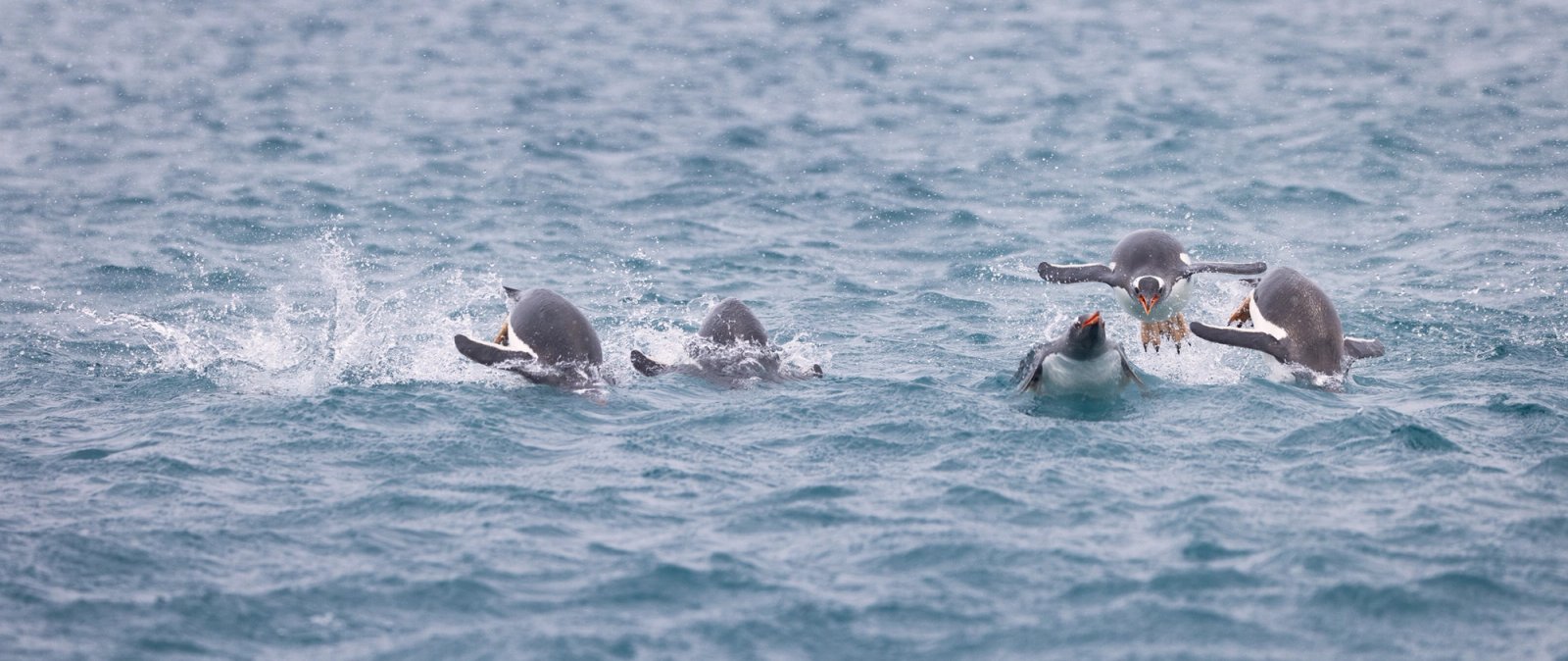 A group of gentoo penguins porpoising through choppy grey water, two of them clear of the surface mid-leap, off St Andrews Bay, South Georgia.