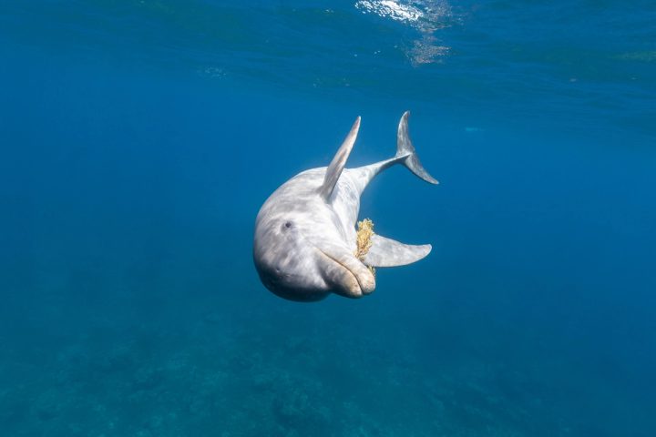 A solitary bottlenose dolphin rolled over facing the camera with a clump of sargassum on her rostrum, Dominica.