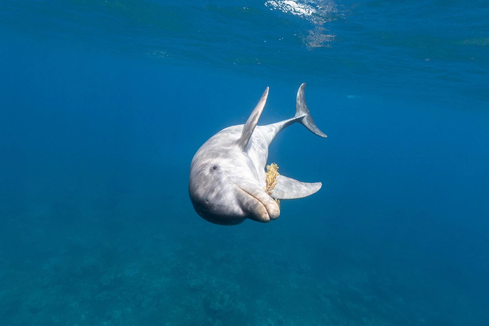A solitary bottlenose dolphin rolled over facing the camera with a clump of sargassum on her rostrum, Dominica.