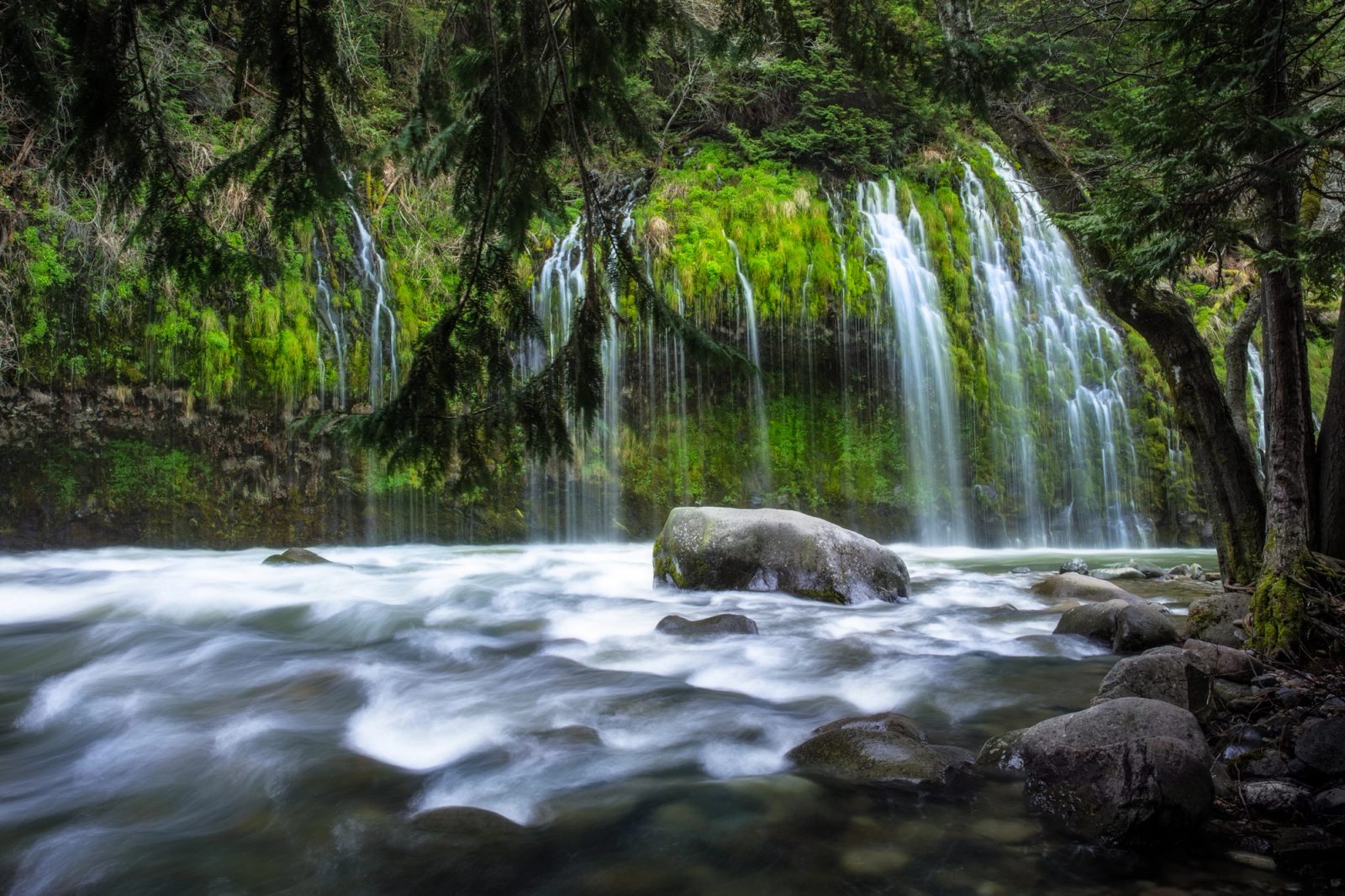 Spring-fed waterfalls pouring through moss down a cliff face into the Sacramento River at Mossbrae Falls, California.