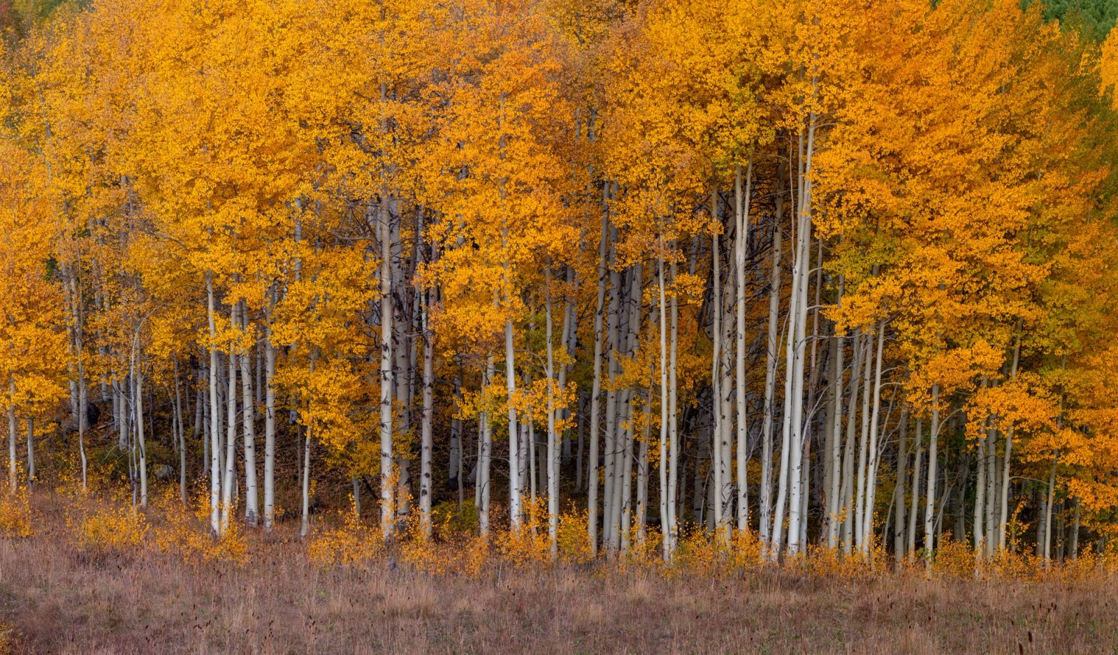 Dense stand of white aspen trunks under a gold-orange canopy at twilight, Kebler Pass, Colorado.