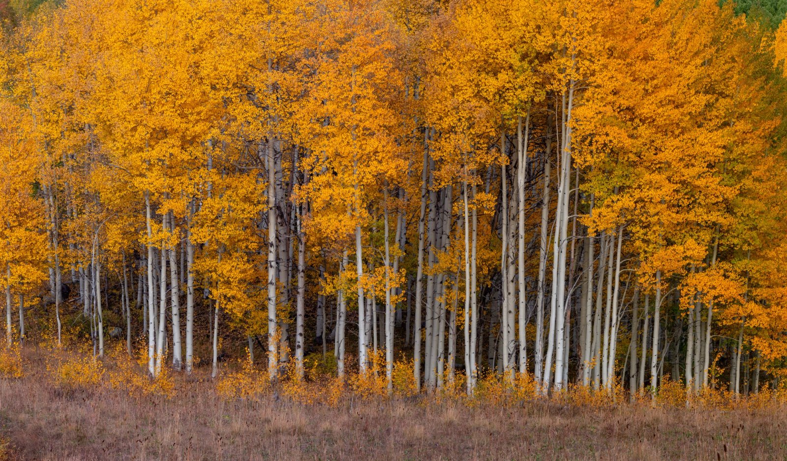 Dense stand of white aspen trunks under a gold-orange canopy at twilight, Kebler Pass, Colorado.
