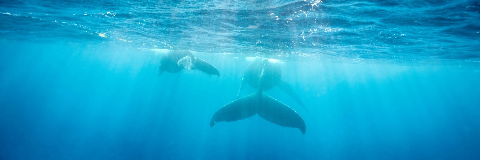 A humpback whale mother and calf swimming away from the camera through bright blue water, with light rays from the surface catching the mother's tail flukes.