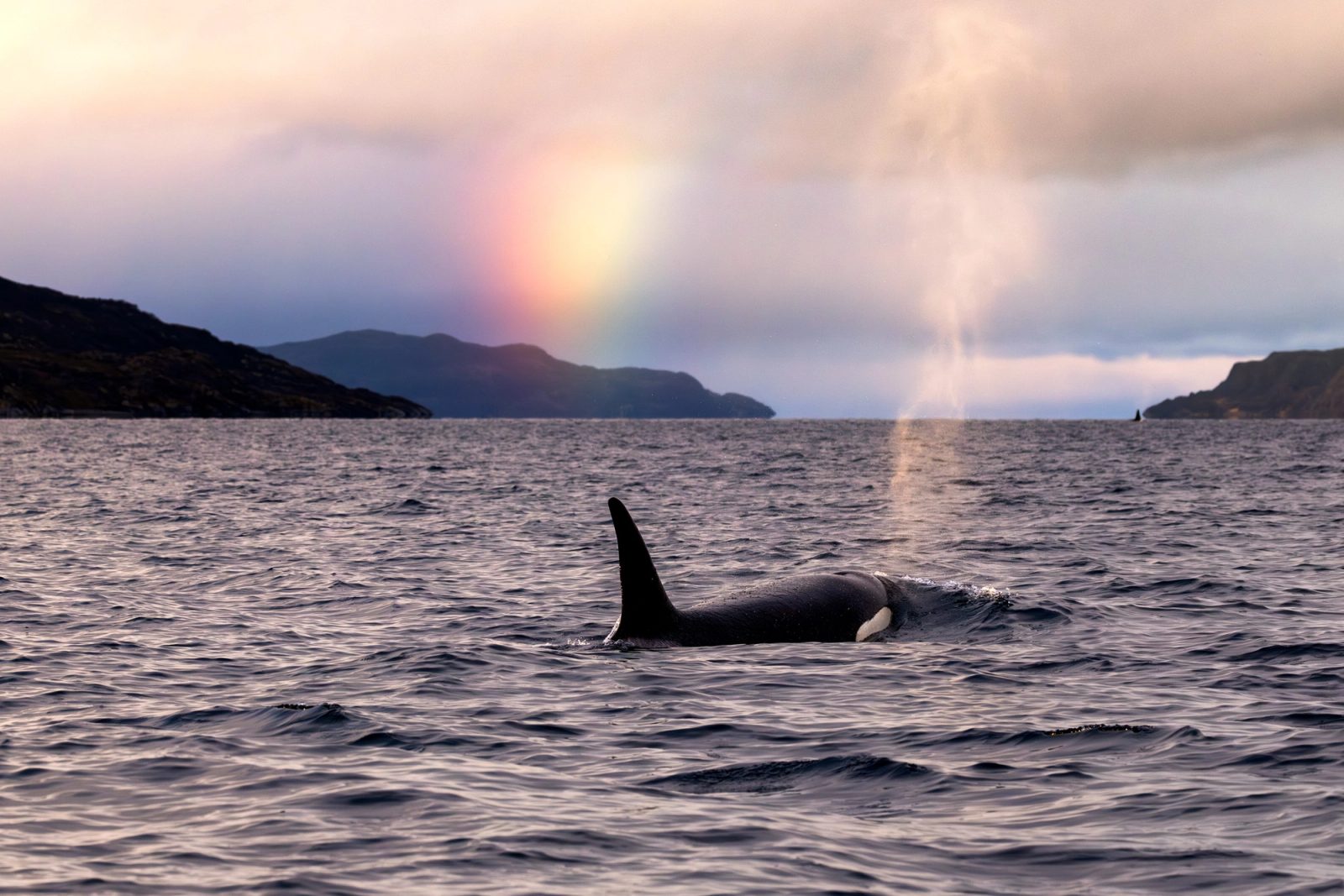 An orca surfacing in a gray Norwegian fjord, its blow rising beside a rainbow that drops toward the water under soft storm light, with dark headlands behind.
