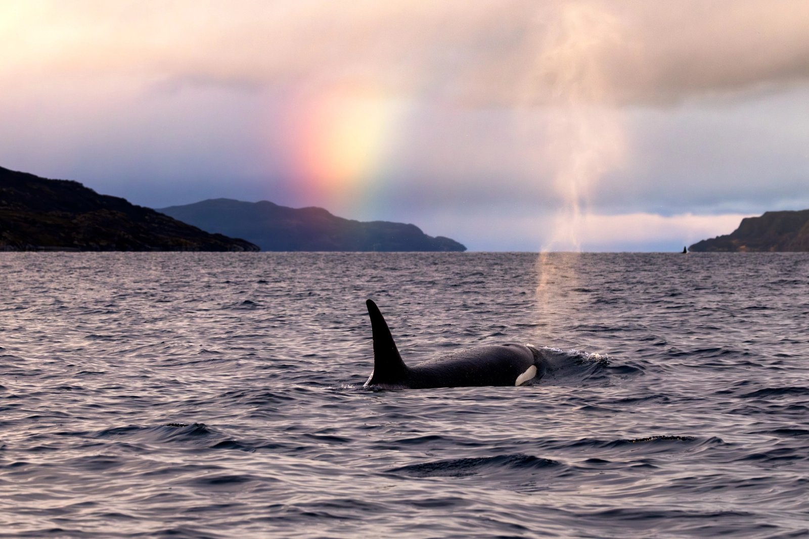 An orca surfacing in a gray Norwegian fjord, its blow rising beside a rainbow that drops toward the water under soft storm light, with dark headlands behind.