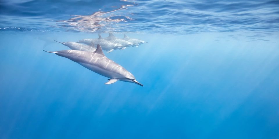 A pod of spinner dolphins in formation just below the surface off the Kona coast, Hawaii, with light rays in blue water.