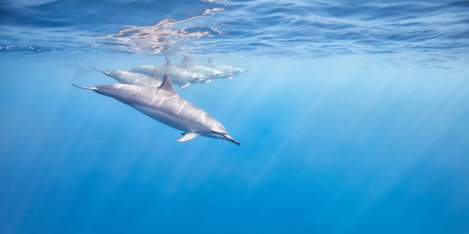 A pod of spinner dolphins in formation just below the surface off the Kona coast, Hawaii, with light rays in blue water.
