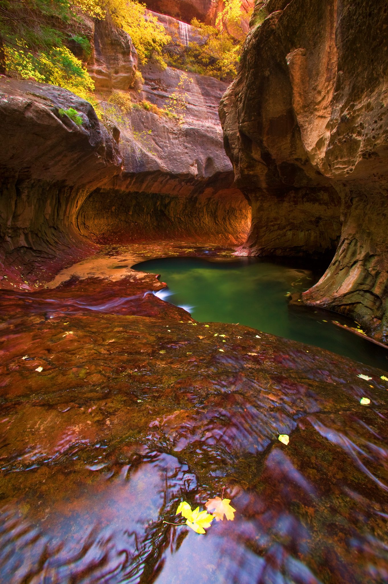 The tunnel-shaped chamber of the Subway in Zion, with an emerald pool at the back and yellow maple leaves resting on wet red rock in the foreground.