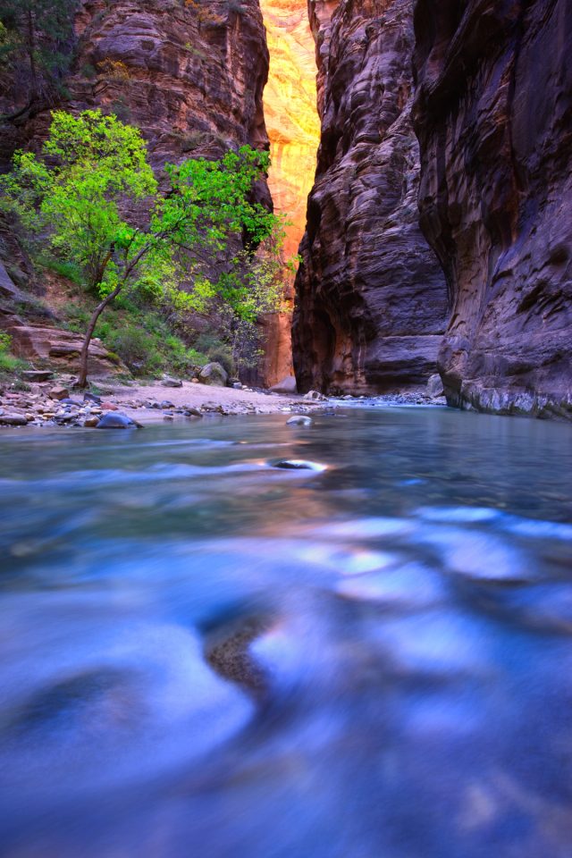 Reflected light glowing deep in the Narrows of Zion National Park, Utah, above the Virgin River and a single cottonwood.