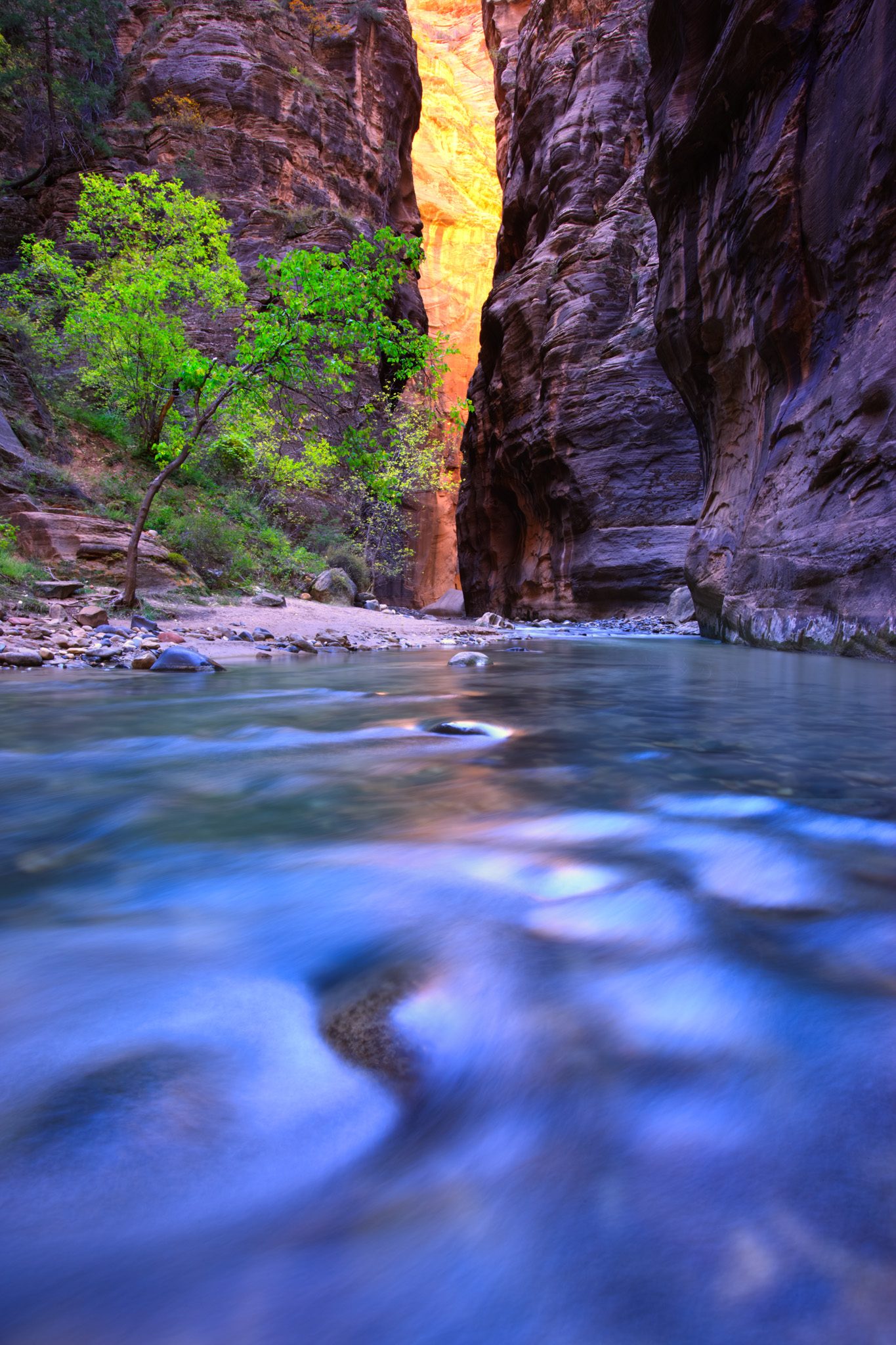Reflected light glowing deep in the Narrows of Zion National Park, Utah, above the Virgin River and a single cottonwood.