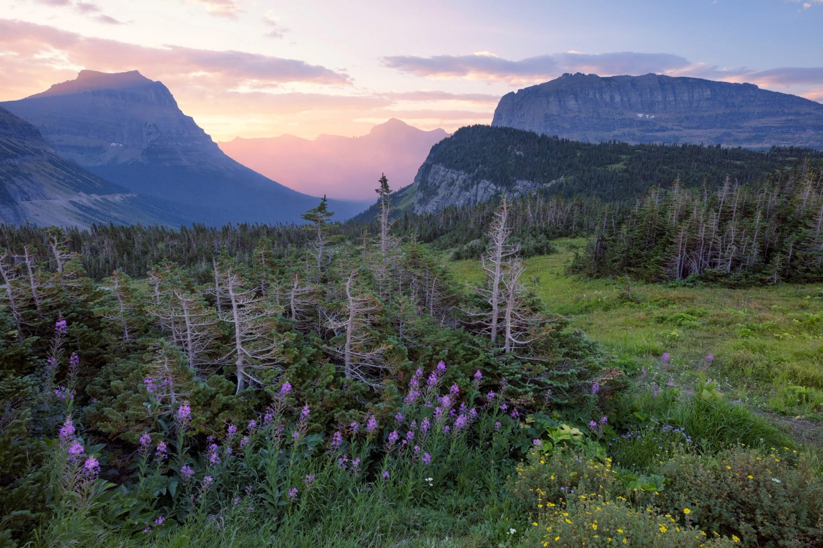 Fireweed and yellow wildflowers in a subalpine meadow with stunted firs and bleached snags, looking toward rugged peaks and a valley filled with glowing sunrise smoke in Glacier National Park.