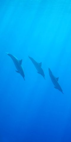 Three spinner dolphins in silhouette diving at an angle through vivid blue open water, lit softly from the surface above.