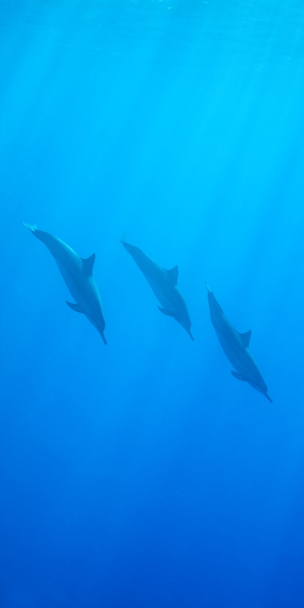 Three spinner dolphins in silhouette diving at an angle through vivid blue open water, lit softly from the surface above.