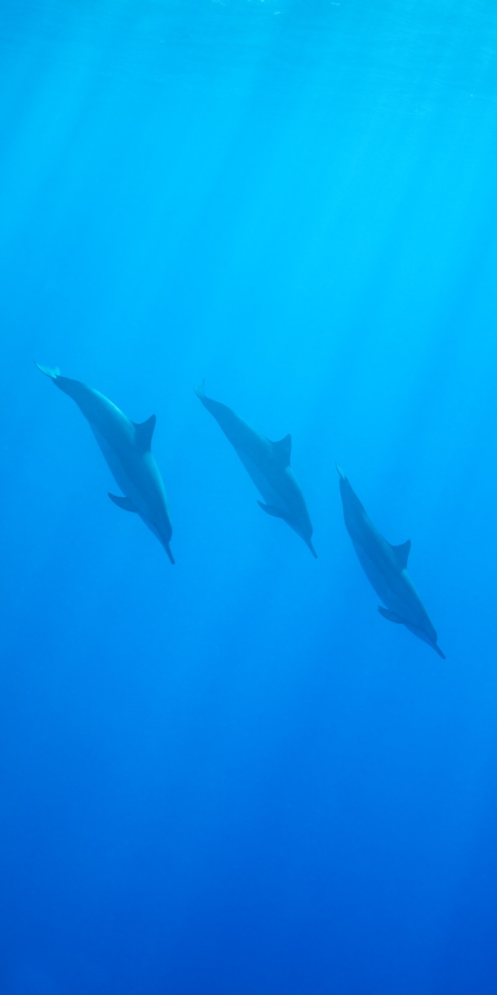 Three spinner dolphins in silhouette diving at an angle through vivid blue open water, lit softly from the surface above.