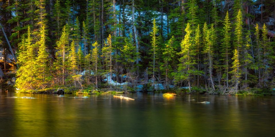 Low sunrise light rakes across a dense wall of subalpine conifers above a calm mountain lake, with snow still in the shaded timber behind.