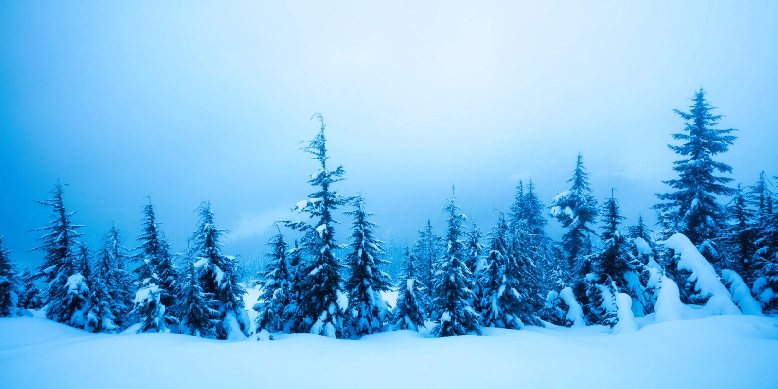 Snow-loaded firs in heavy falling snow above Mirror Lake, Mount Hood National Forest, Oregon.
